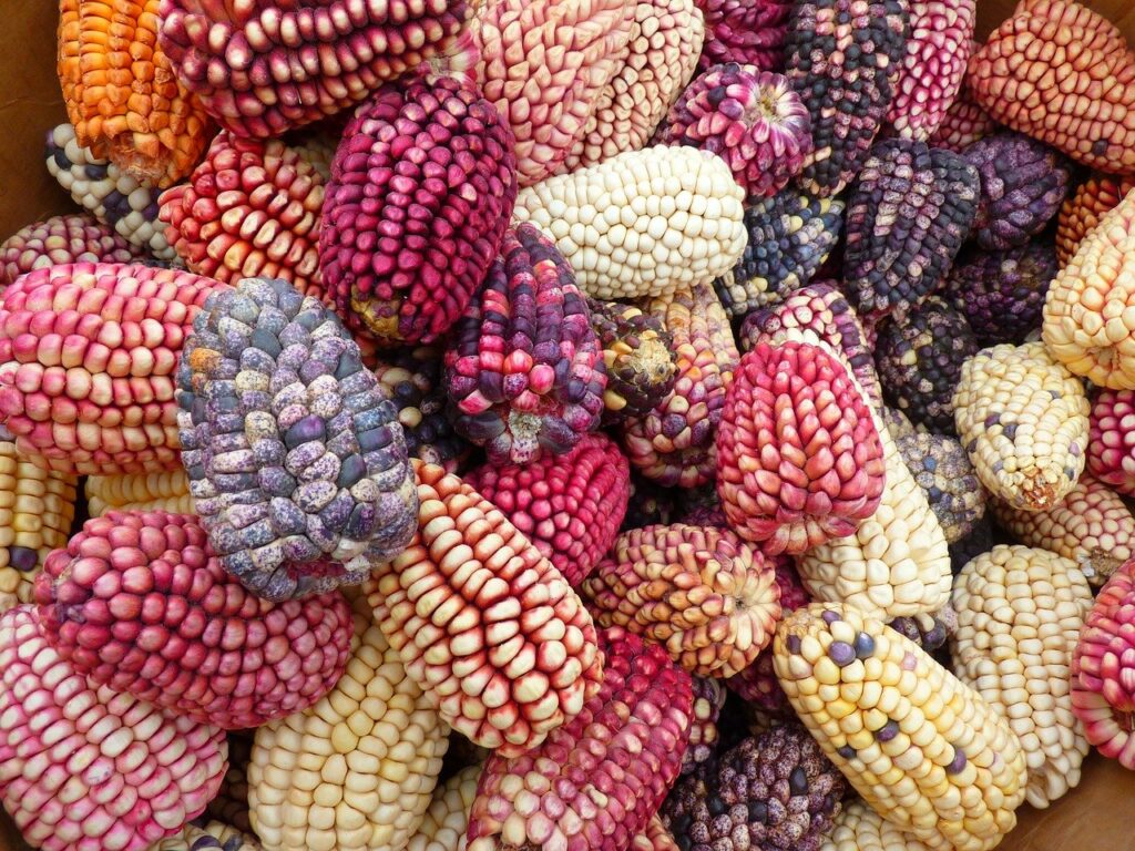 corn, colorful mais, maize varieties
