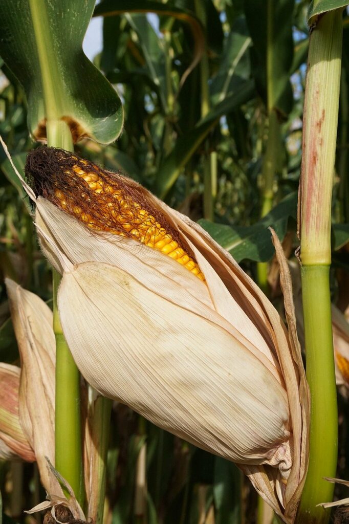 corn, cornfield, corn on the cob